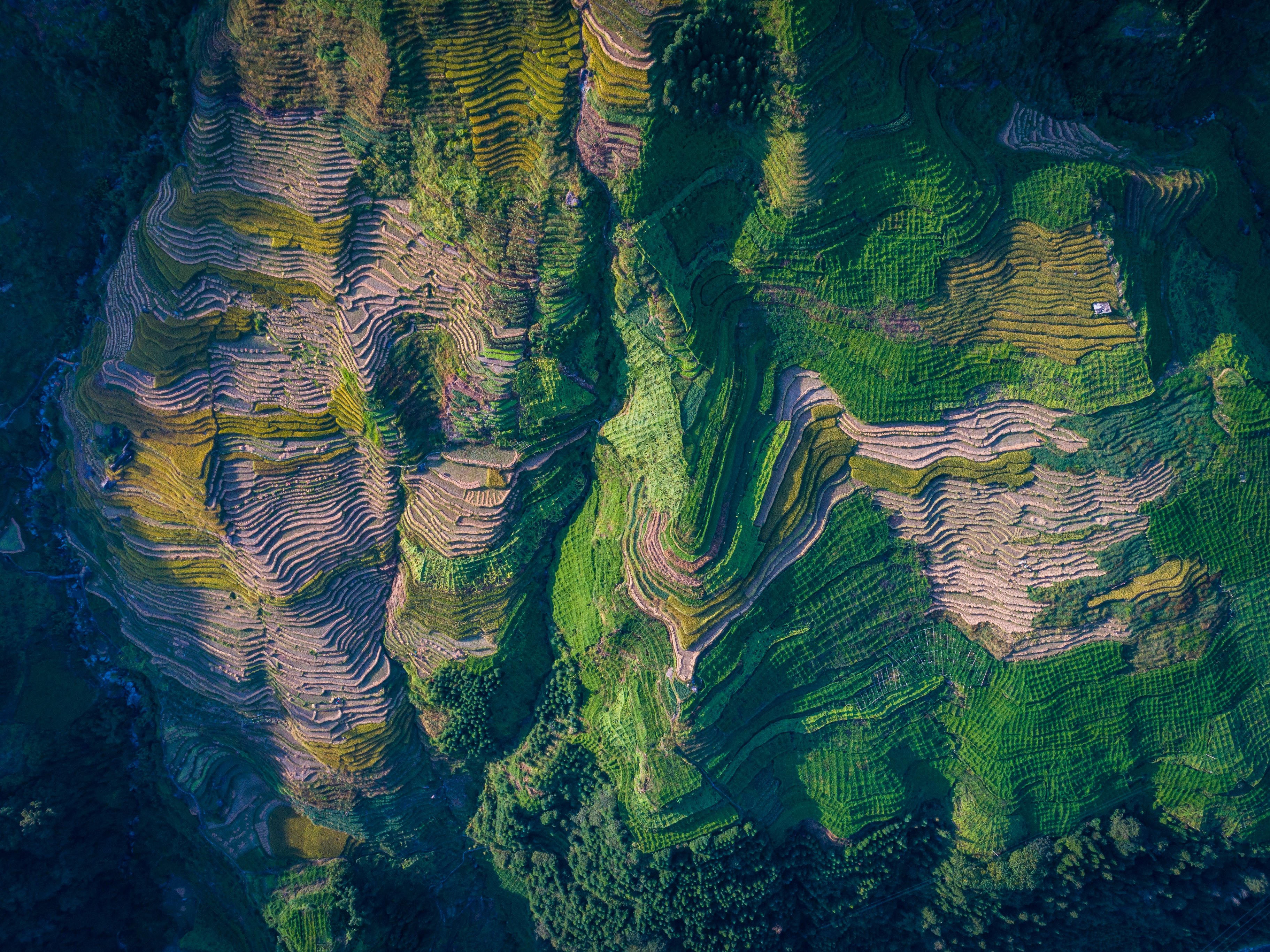 Terraced fields