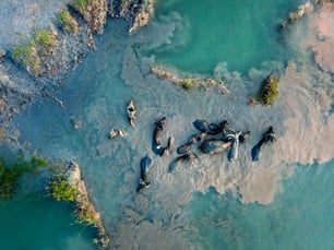 Nature_catalytic communities